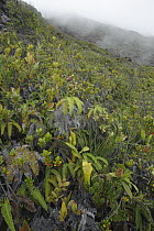 Mount Singgalang Pitcher Plant (Nepenthes singalana) on hillside, Bukittinggi, Sumatra, Indonesia