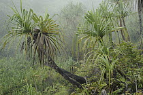 Screw Pine (Pandanus sp) in rainforest, Gunung Talang, Sumatra, Indonesia