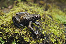 Borneo Treefrog (Metaphrynella sp), Gunung Talang, Sumatra, Indonesia