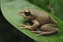 Old World Tree Frog (Rhacophorus sp), Kerinci Seblat National Park, Sumatra, Indonesia