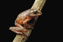 Old World Tree Frog (Rhacophorus sp), Kerinci Seblat National Park, Sumatra, Indonesia