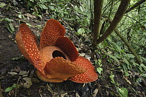 Rafflesia (Rafflesia arnoldii) flower growing on hillside, Bukittinggi, Sumatra, Indonesia