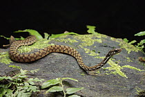 Sarawak Keelback (Amphiesma sarawacensis), Kubah National Park, Sarawak, Borneo, Malaysia