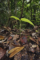 Meranti (Shorea sp) seedling, Gunung Penrissen, Sarawak, Borneo, Malaysia