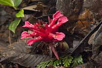 Ginger (Etlingera rubromarginata) flower, Gunung Mulu National Park, Sarawak, Borneo, Malaysia