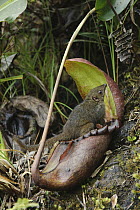 Mountain Tree Shrew (Tupaia montana) feeding on Pitcher Plant (Nepenthes rajah) nectar, inevitably leaving its scat in the pitcher which is a valuable nitrogen source in their impoverished mountain ha...