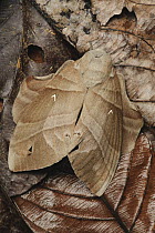 Tent Caterpillar Moth (Lebeda cognata) female camouflaged in leaf litter, Danum Valley Conservation Area, Sabah, Borneo, Malaysia