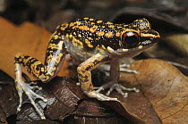 Spotted Stream Frog (Rana picturata) in defensive posture to increase its apparent size and display its aposematic coloration, Kubah National Park, Sarawak, Borneo, Malaysia