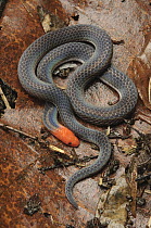 Red-headed Reed Snake (Calamaria schlegeli schlegeli), Kubah National Park, Sarawak, Borneo, Malaysia