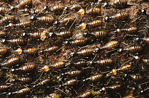 Termite (Hospitalitermes sp) workers carrying food, Bako National Park, Sarawak, Borneo, Malaysia