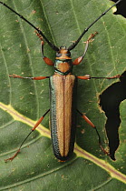Longhorn Beetle (Xystrocera sp), Gunung Penrissen, Sarawak, Borneo, Malaysia