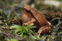 Grainy Frog (Kalophrynus sp) calling, Gunung Penrissen, Sarawak, Borneo, Malaysia