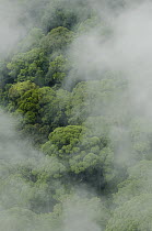 Virgin lowland rainforest shrouded in mist, Gunung Penrissen, Sarawak, Borneo, Malaysia