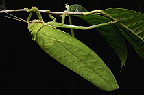 Katydid (Pseudophyllus hercules), Gunung Mulu National Park, Sarawak, Borneo, Malaysia