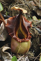 Veitch's Pitcher Plant (Nepenthes veitchii) pitcher, Bareo, Sarawak, Borneo, Malaysia