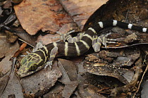 Peters' Bow-fingered Gecko (Cyrtodactylus consobrinus), Gunung Penrissen, Sarawak, Borneo, Malaysia