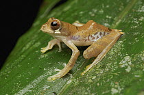 Gading Flying Frog (Rhacophorus gadingensis), Gunung Penrissen, Sarawak, Borneo, Malaysia