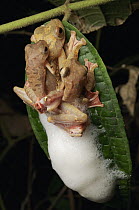 Harlequin Flying Tree Frog (Rhacophorus pardalis) males competing for female making a foam nest, Kubah National Park, Sarawak, Borneo, Malaysia