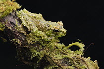 Mossy Tree Frog (Rhacophorus everetti) camouflaged on branch, Lawas, Sarawak, Borneo, Malaysia