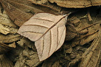 Tent Caterpillar Moth (Arguda insulindiana) camouflaged in leaf litter, Lawas, Sarawak, Borneo, Malaysia