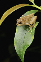 Shrub Frog (Philautus sp), Lawas, Sarawak, Borneo, Malaysia