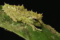 Mossy Tree Frog (Rhacophorus everetti), Lawas, Sarawak, Borneo, Malaysia