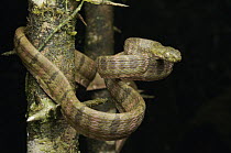 White-spotted Cat Snake (Boiga drapiezii), Lawas, Sarawak, Borneo, Malaysia