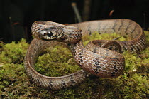 Smooth Slug-eating Snake (Asthenodipsas laevis), Lawas, Sarawak, Borneo, Malaysia
