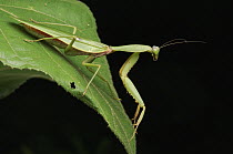 Mantid (Mantidae), Lawas, Sarawak, Borneo, Malaysia