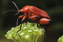 Blister Beetle (Horia debyi) male, Lawas, Sarawak, Borneo, Malaysia