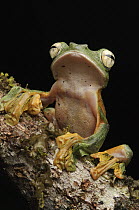 Wallace's Flying Frog (Rhacophorus nigropalmatus), Lawas, Sarawak, Borneo, Malaysia