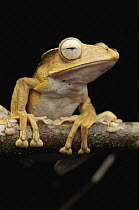 Bornean Eared Frog (Polypedates otilophus), Lawas, Sarawak, Borneo, Malaysia