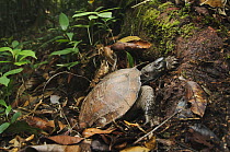 Sunburst Turtle (Heosemys spinosa) on forest floor, Kubah National Park, Sarawak, Borneo, Malaysia