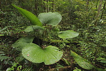 Fan Palm (Licuala orbicularis) leaves, Kubah National Park, Sarawak, Borneo, Malaysia