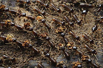 Termite (Longipeditermes longipes) workers transporting leaf fragments back to the colony, Kubah National Park, Sarawak, Borneo, Malaysia