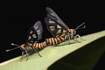 Footman Moth (Amata huebneri) pair mating, Kuching, Sarawak, Borneo, Malaysia