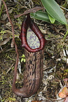 Pitcher Plant (Nepenthes faizaliana) pitcher, Gunung Mulu National Park, Sarawak, Borneo, Malaysia