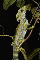 Bornean Crested Lizard (Gonocephalus grandis) male, Gunung Mulu National Park, Sarawak, Borneo, Malaysia