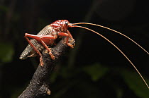 Raspy Cricket (Phlebogryllacris venosa), Gunung Mulu National Park, Sarawak, Borneo, Malaysia