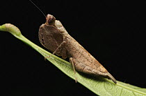 Mantis (Hestiasula sp), Gunung Mulu National Park, Sarawak, Borneo, Malaysia