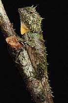 Sarawak Eyebrow Lizard (Phoxophrys spiniceps), Pulong Tau National Park, Gunung Murud, Sarawak, Borneo, Malaysia