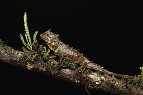 Sarawak Eyebrow Lizard (Phoxophrys spiniceps), Pulong Tau National Park, Gunung Murud, Sarawak, Borneo, Malaysia