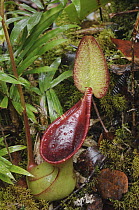 Low's Pitcher Plant (Nepenthes lowii), Pulong Tau National Park, Sarawak, Borneo, Malaysia