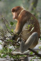 Proboscis Monkey (Nasalis larvatus) male, Bako National Park, Sarawak, Borneo, Malaysia