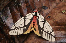 Footman Moth (Areas galactina), Gunung Penrissen, Sarawak, Borneo, Malaysia