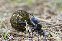 Dung Beetle (Scarabaeus laticollis) rolling dung ball, Sardinia, Italy