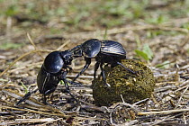 Dung Beetle (Scarabaeus laticollis) pair fighting over dung ball, Sardinia, Italy