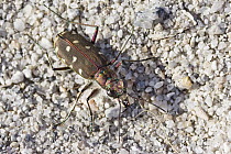 Ground Beetle (Cicindela littoralis), Sardinia, Italy