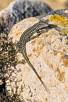 Tyrrhenian Wall Lizard (Podarcis tiliguerta), Sardinia, Italy