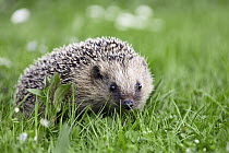Brown-breasted Hedgehog (Erinaceus europaeus) in green grass, Bavaria, Germany
